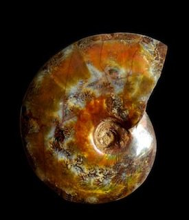 Ammonite Madagascar