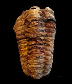 Trilobite Morocco